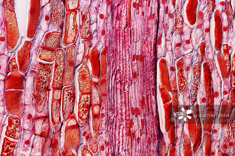 松果组织光学显微照片图片素材