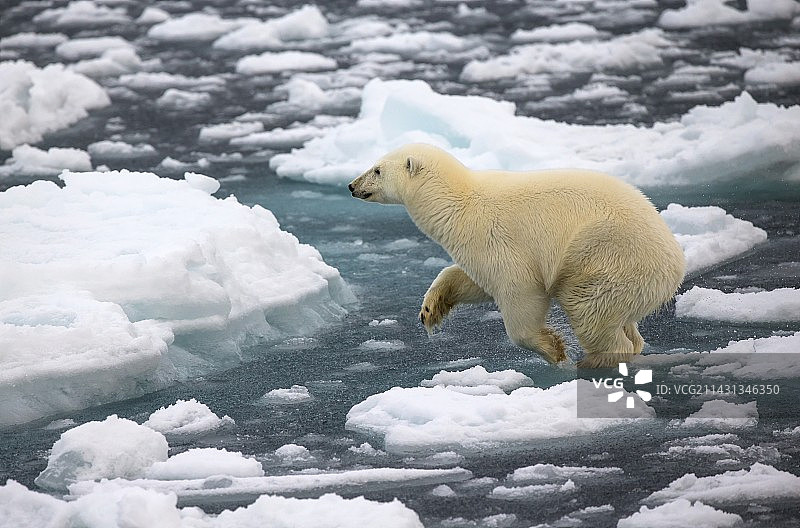 北极熊跳跃于浮冰之上图片素材