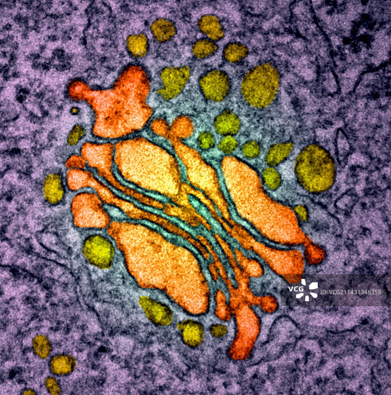 高尔基体TEM图片素材