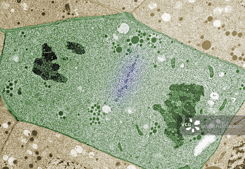 生菜根尖细胞图片素材