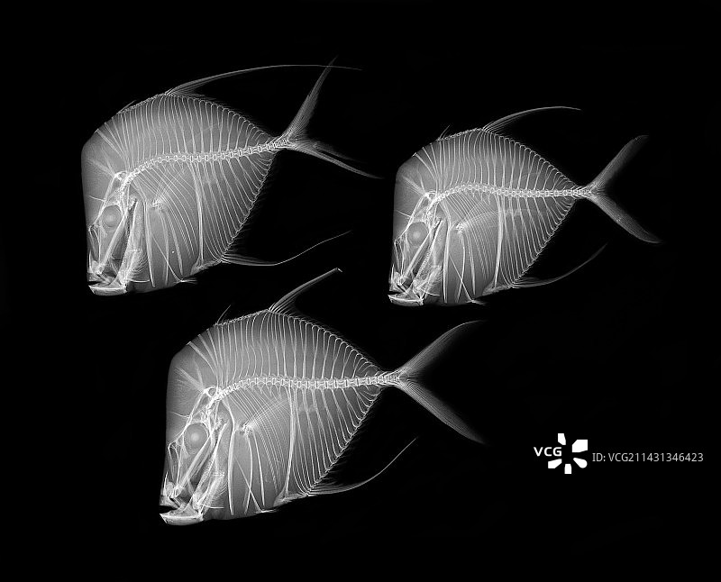 鲯鳅鱼X光片图片素材