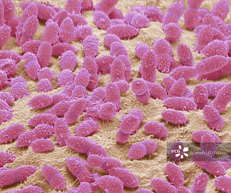 粪便细菌扫描电镜图图片素材