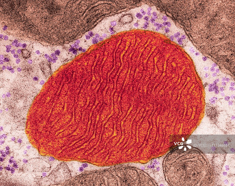 心肌细胞线粒体，透射电镜图片素材
