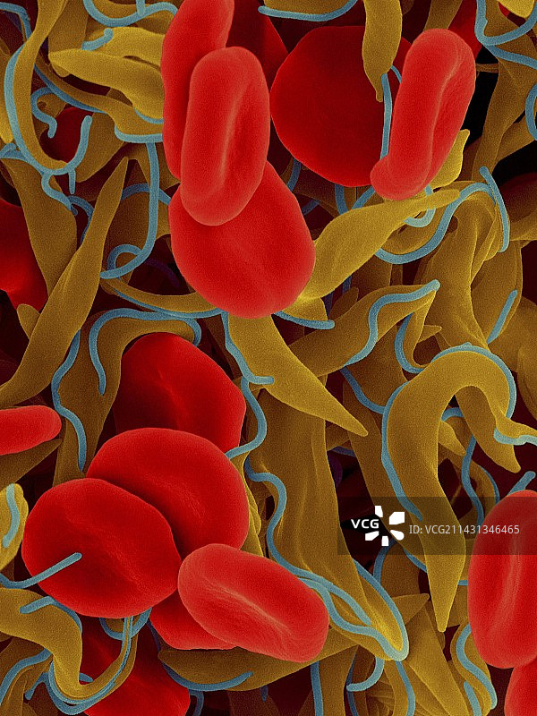 锥虫和红细胞扫描电镜图图片素材