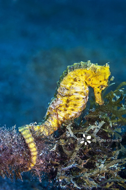 纤细海马图片素材