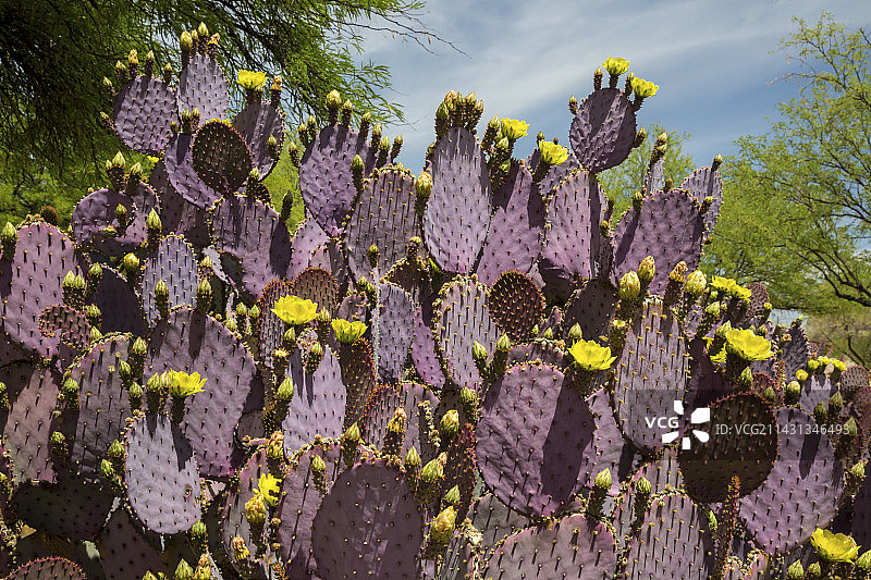 开花的紫色仙人掌图片素材
