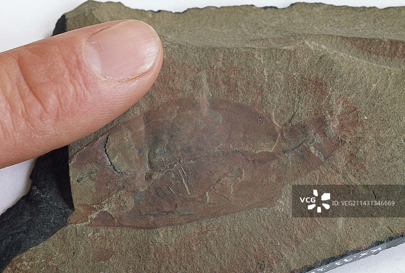 甲壳类化石图片素材