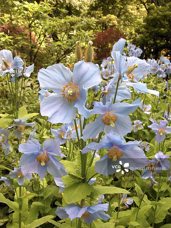 喜马拉雅蓝罂粟图片素材