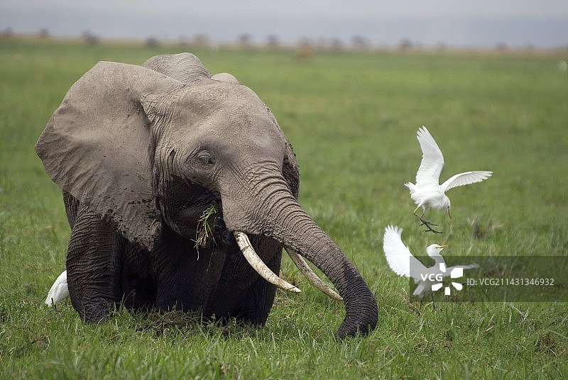 非洲象与牛背鹭图片素材