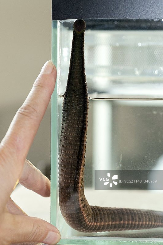 水罐中的医用蚂蟥图片素材