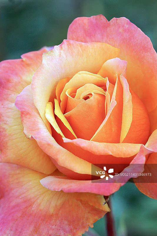 “Frenesie”玫瑰图片素材