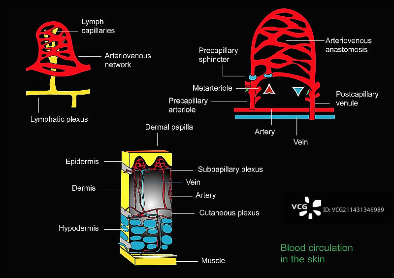 皮肤血液供应示意图图片素材