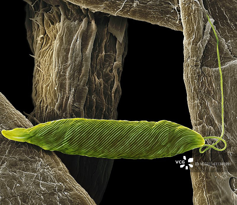 眼虫鞭毛原生动物，扫描电镜图片素材