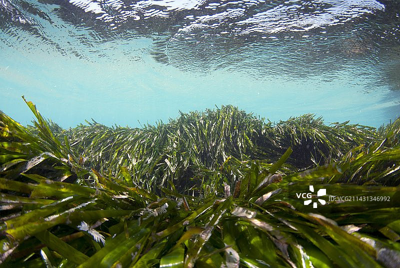 海王草图片素材