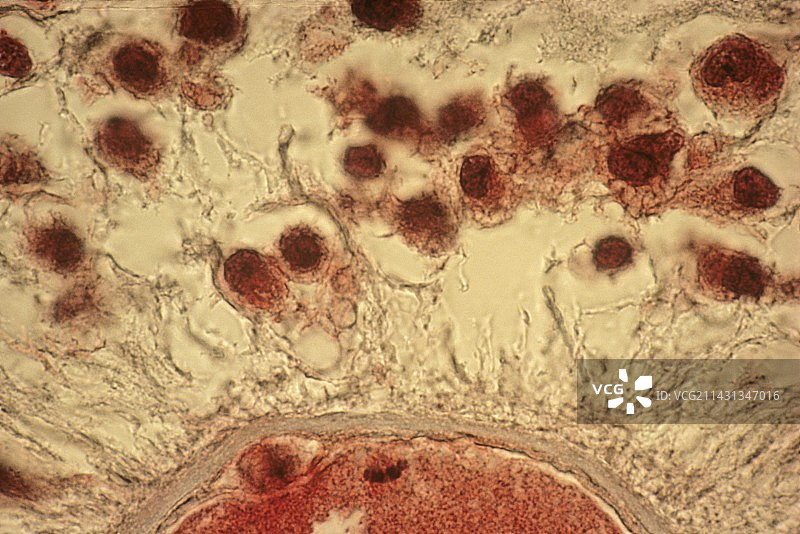 减数第二次分裂中期卵母细胞显微照片图片素材