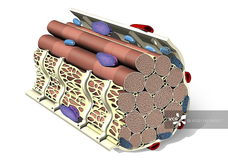 肌肉纤维结构，艺术作品图片素材