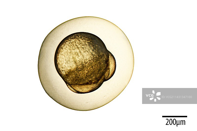 斑马鱼的显微照片图片素材