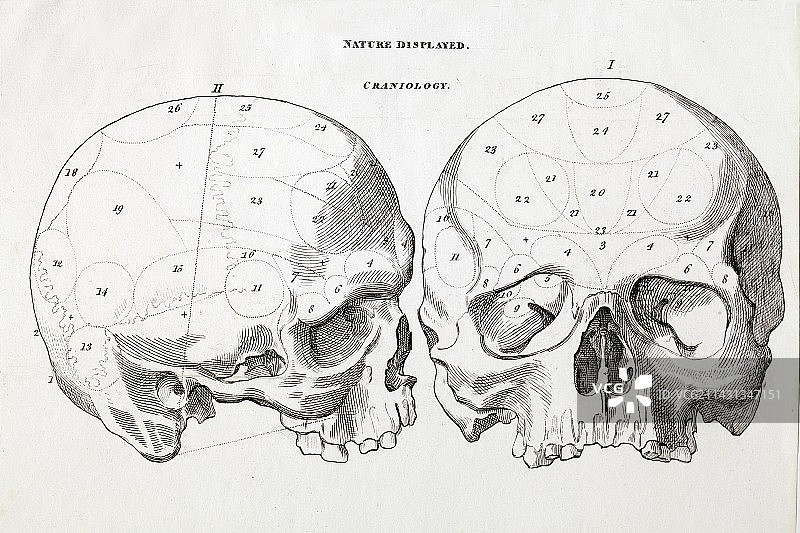 1823颅相学颅骨测量区域图片素材