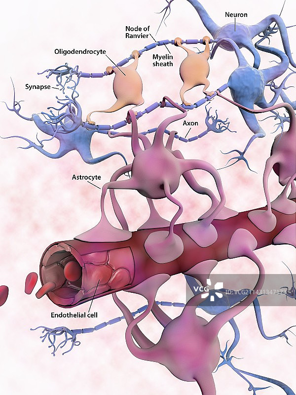 血脑屏障，图示图片素材