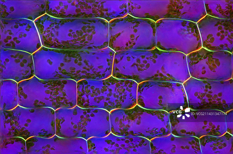 加拿大水草光显微照片图片素材