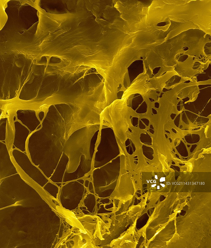 细胞外基质扫描电镜图图片素材