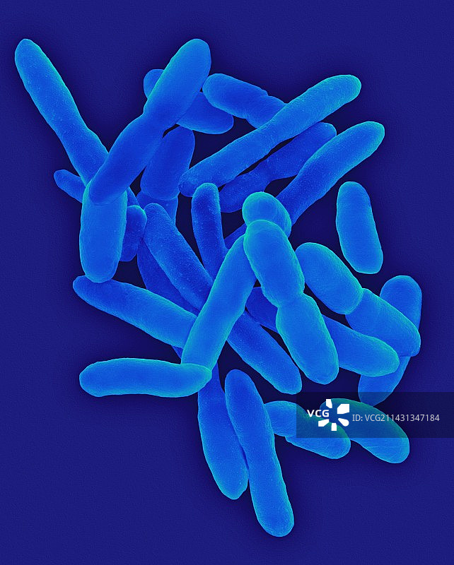 节杆菌属，扫描电子显微镜图片素材