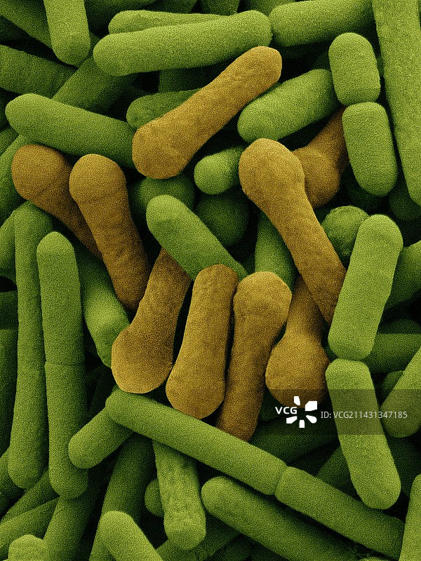 革兰氏阳性杆菌SEM图像图片素材