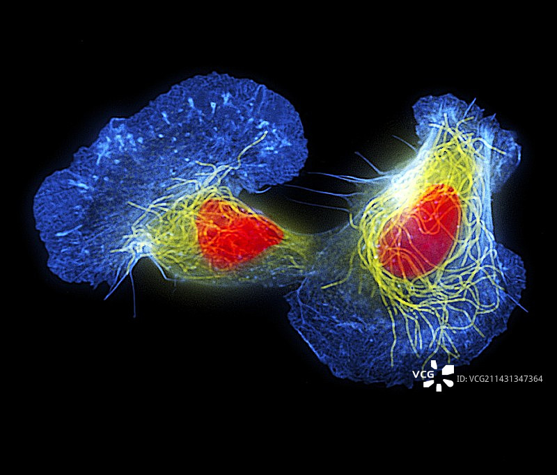 鱼皮细胞图片素材