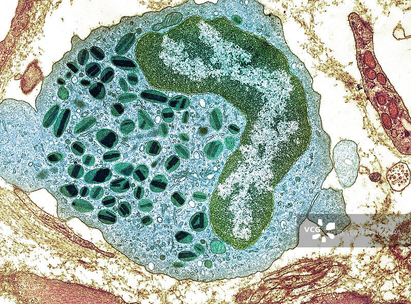 白细胞透射电镜图图片素材