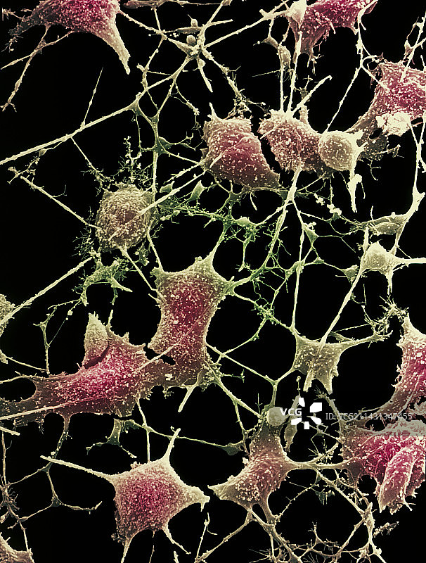 神经细胞图片素材