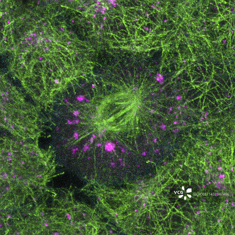 细胞分裂图片素材