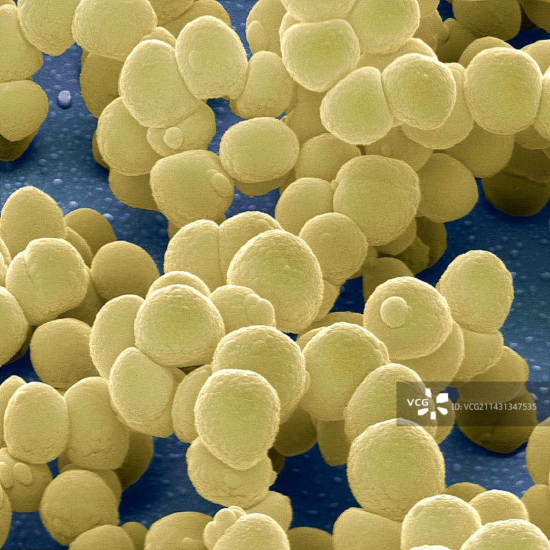 金黄色葡萄球菌，扫描电子显微镜图片素材