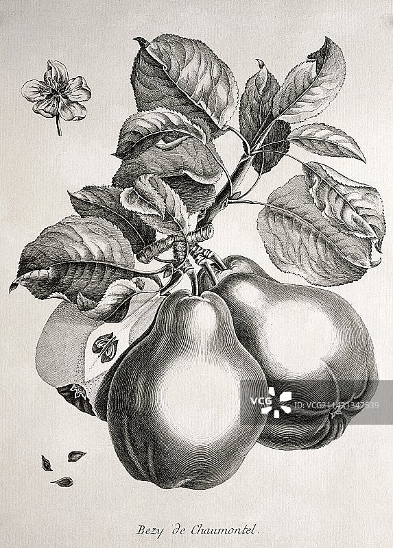 梨，历史艺术作品图片素材
