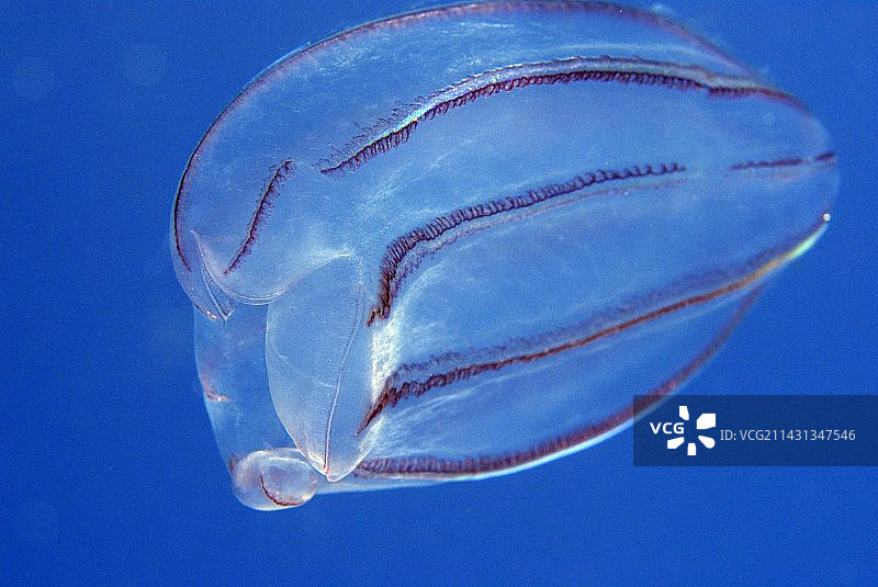 栉水母图片素材