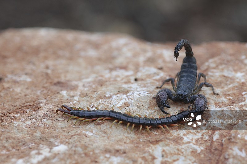 以色列黑蝎图片素材