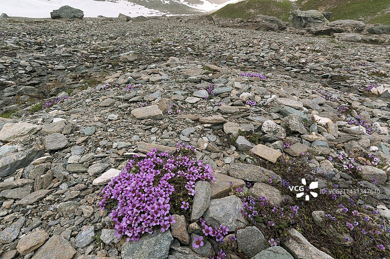 紫金虎耳草图片素材