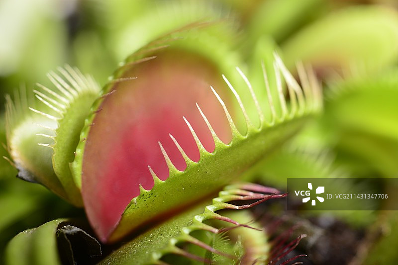 维纳斯捕蝇草图片素材