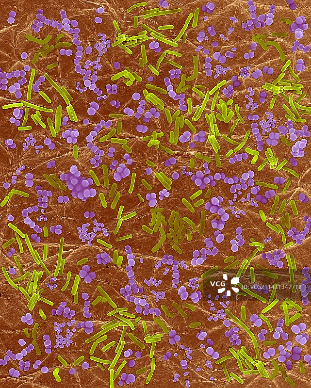人体皮肤上的细菌（扫描电子显微镜图像）图片素材