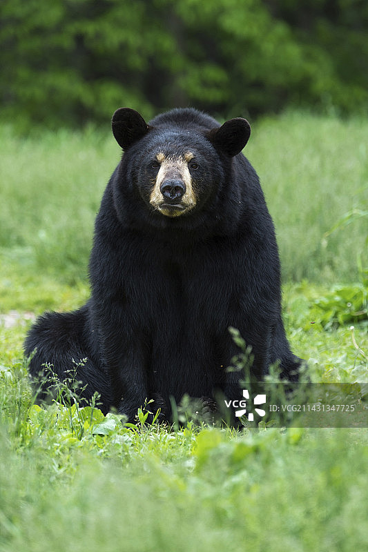 美洲黑熊图片素材