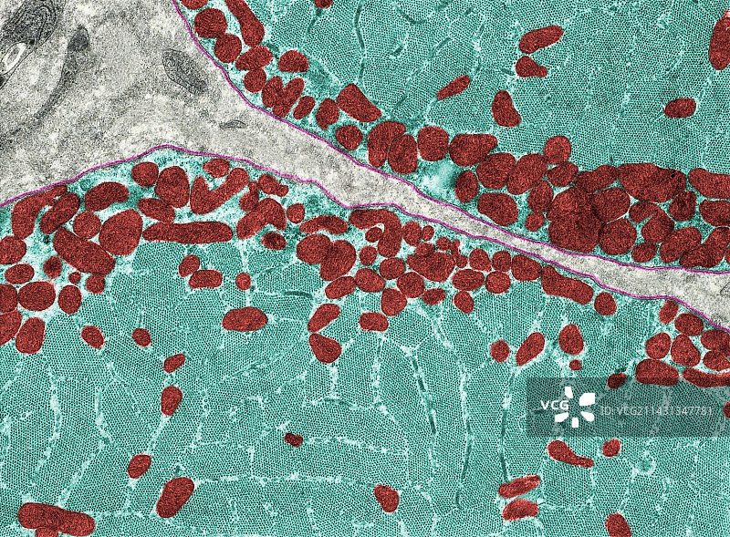 有纹理的肌肉纤维线粒体，透射电镜图片素材