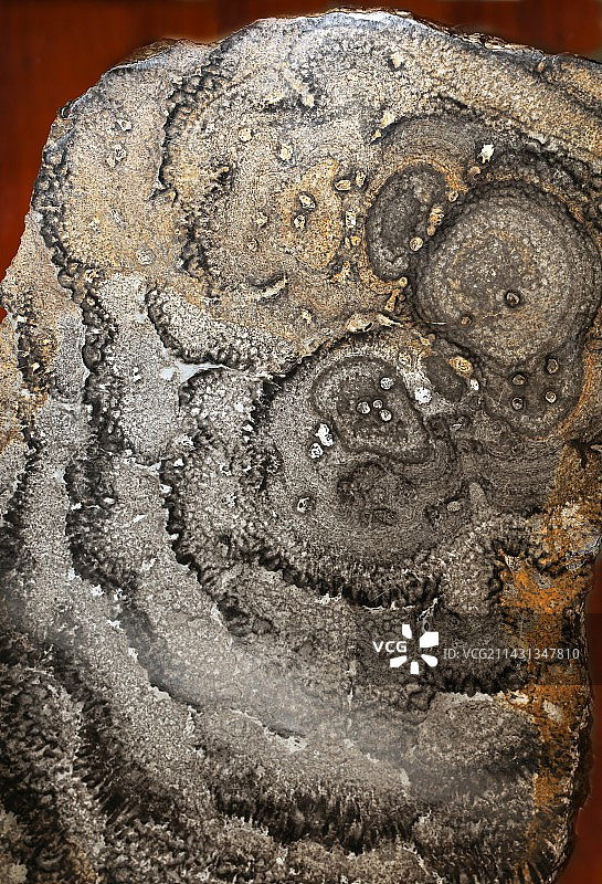 叠层石化石图片素材