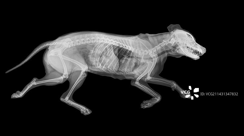 狗狗X光片图片素材