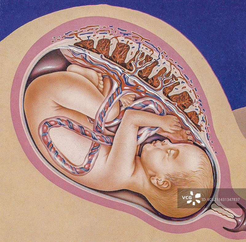 足月胎儿图示图片素材