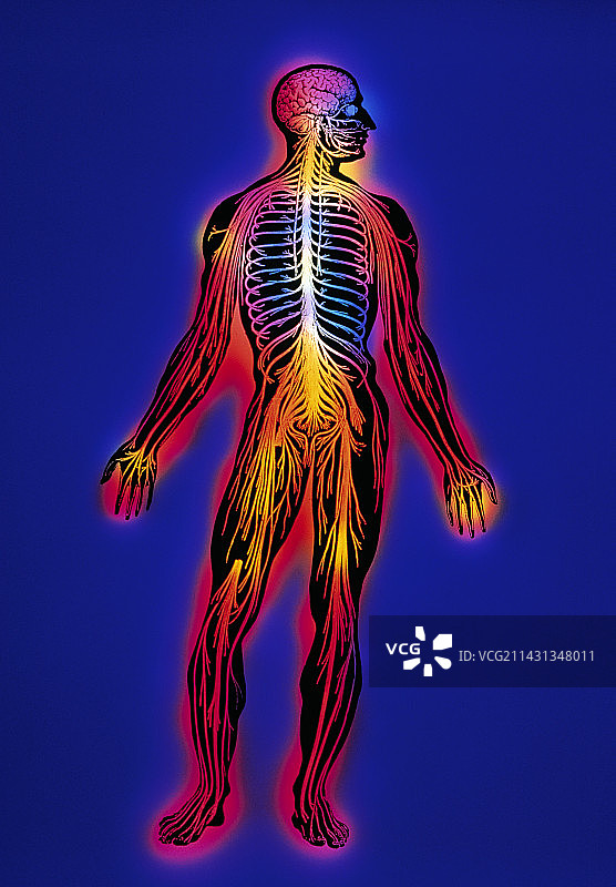 神经系统图片素材