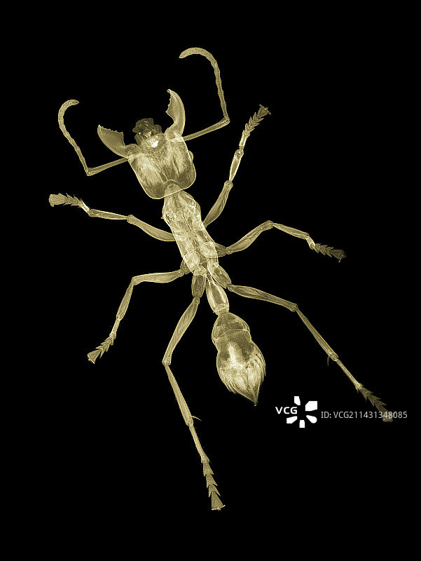 蚂蚁X光图片素材