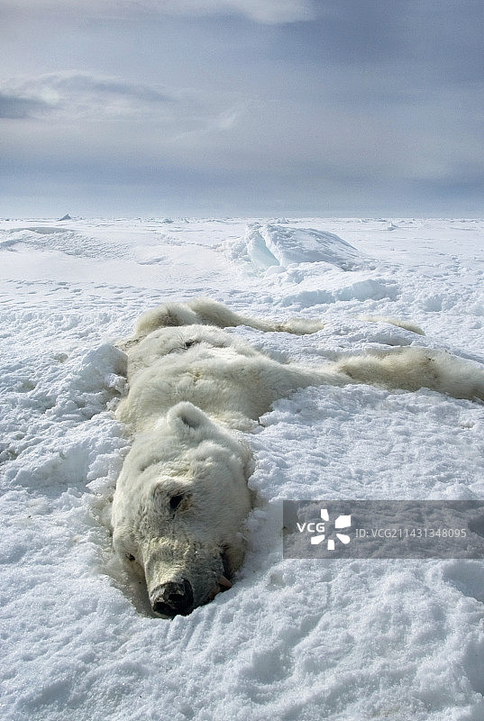 加拿大死亡的北极熊图片素材