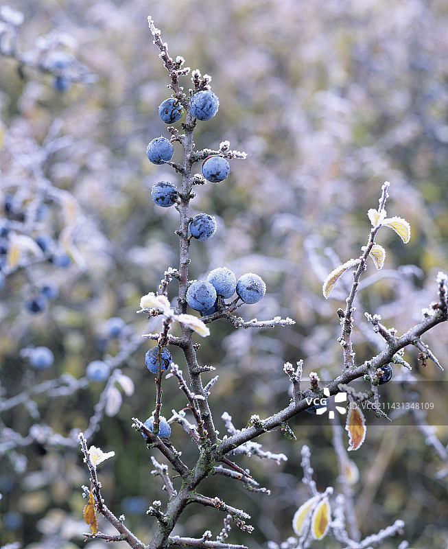 黑刺李浆果图片素材
