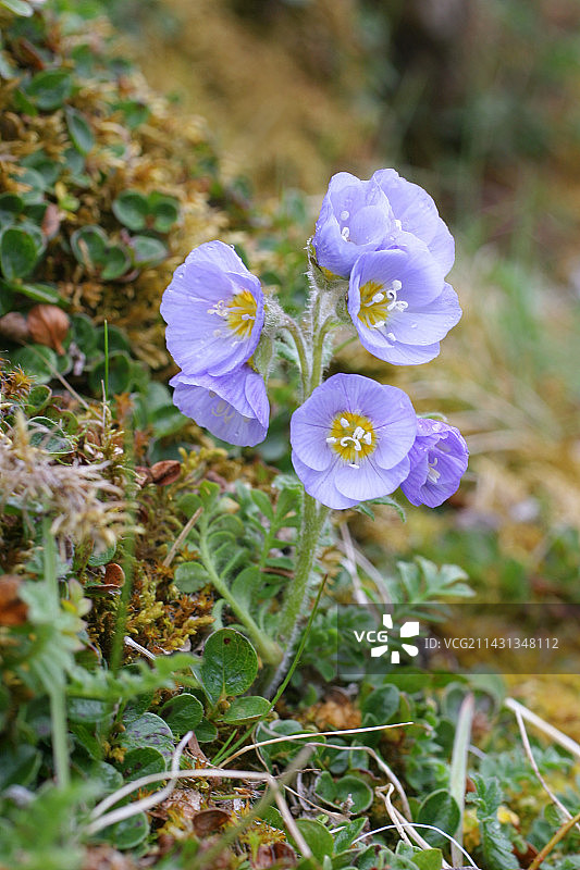 雅各布天梯花图片素材