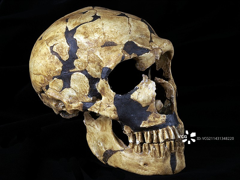尼安德特人化石头骨图片素材