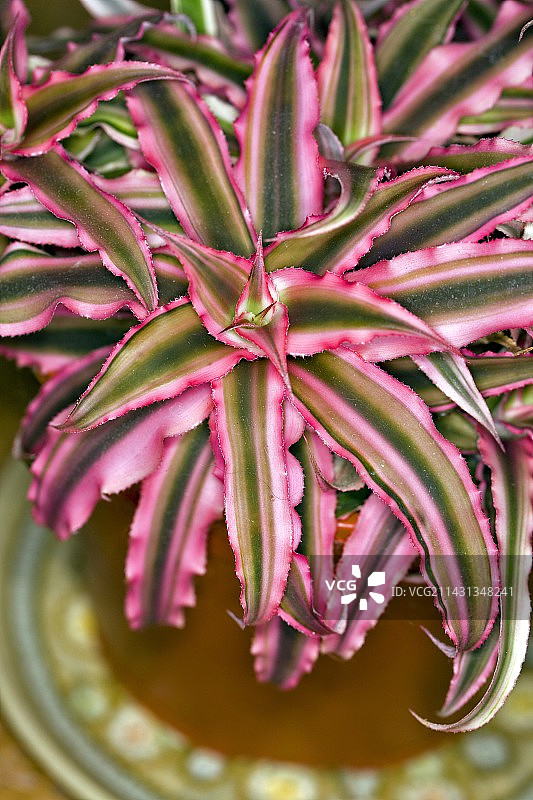 姬凤梨“粉红星光”图片素材